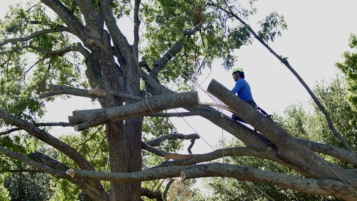 Professional Crown Thinning performed by certified arborists in Mershon