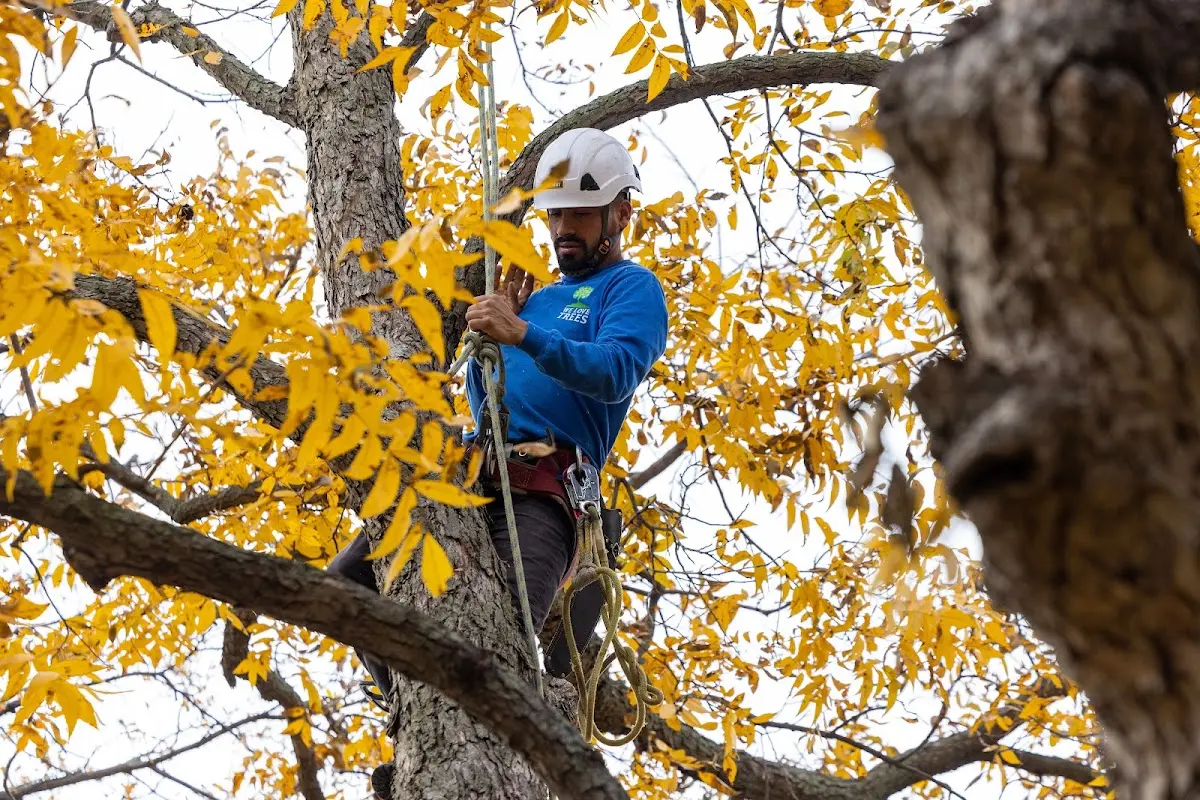 Skilled Dead Tree Removal crew working in Mershon